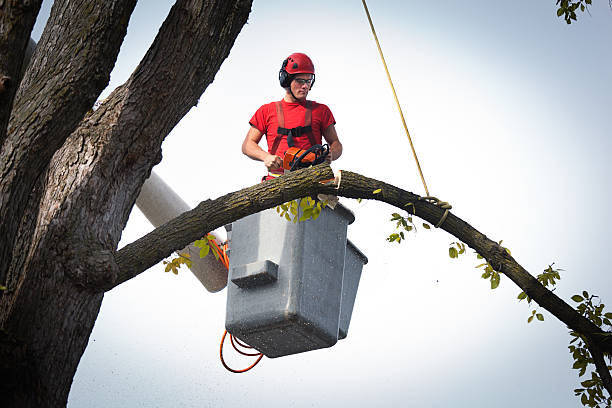 Why Choose Our Tree Removal Services in Garden City, SC?