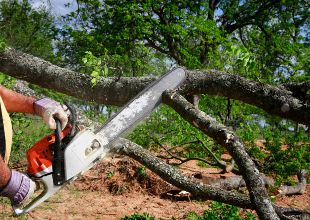 Best Weed Control  in Garden City, SC